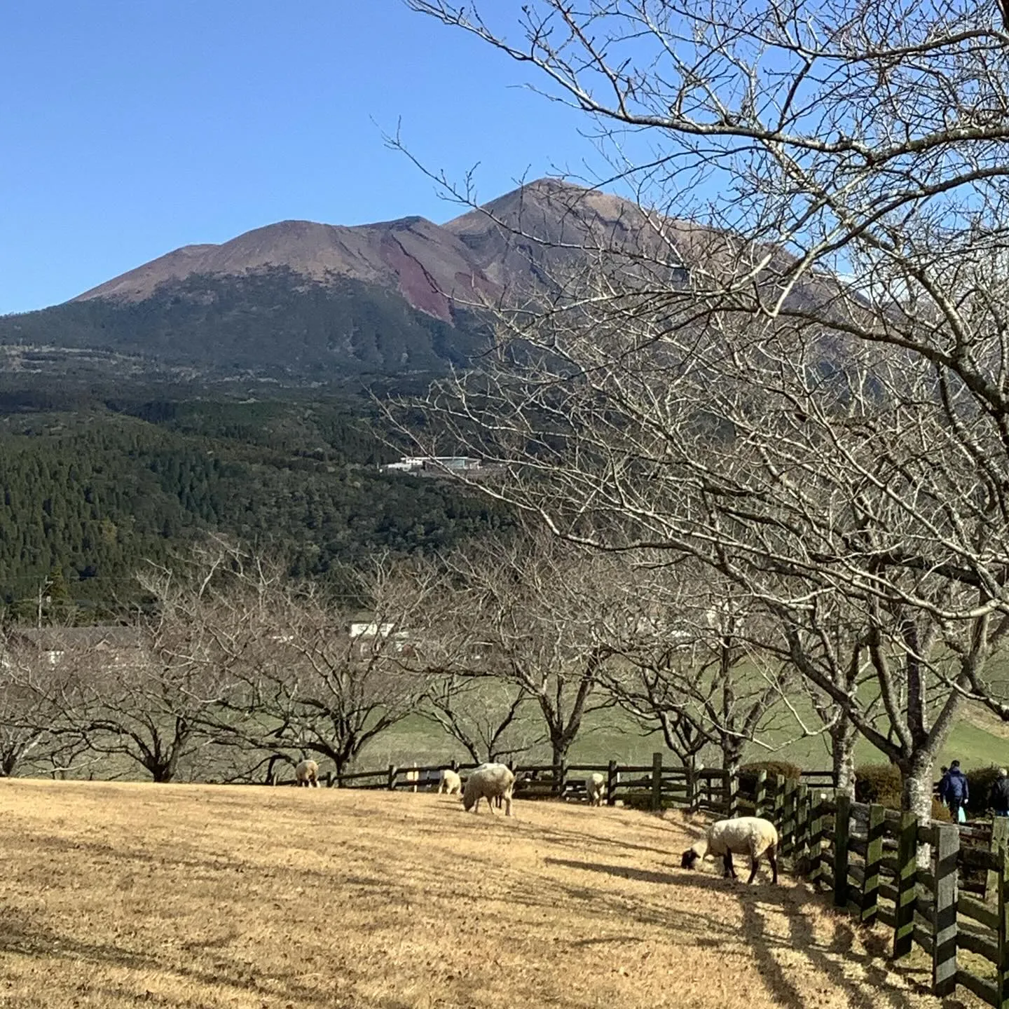 霊峰高千穂峯を背景に牧場でノンビリと食を喰む羊達です、ひめし...