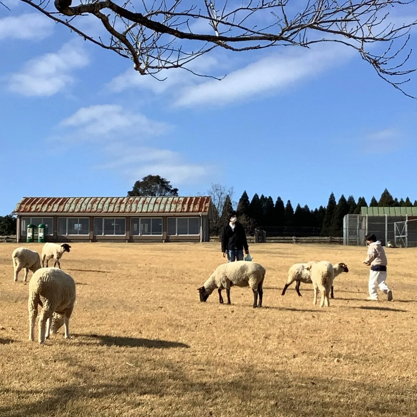 霊峰高千穂峯を背景に牧場でノンビリと食を喰む羊達です、ひめし...