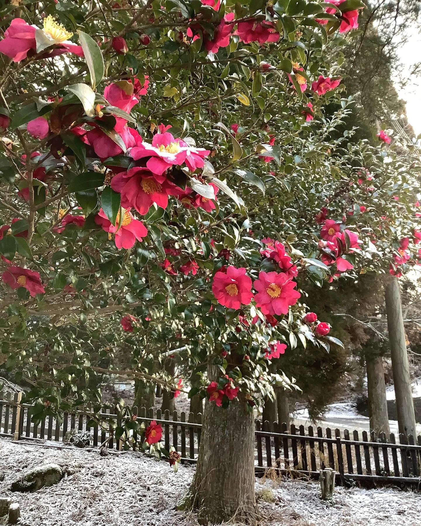 ひめしゃらを周辺は雪、本当に寒い、こういゅう時は室内であった...