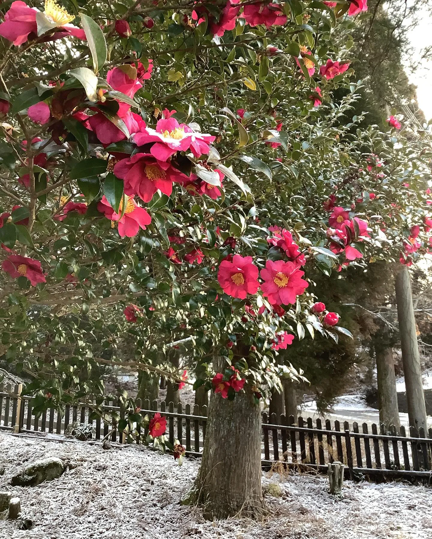 近くのペンションの庭先に咲く赤い椿の花です。