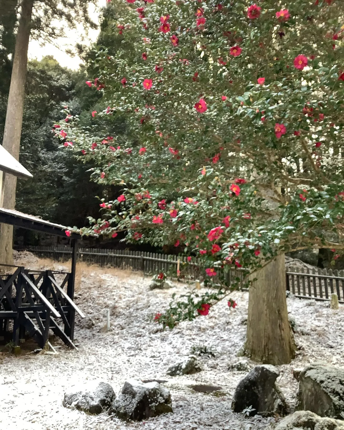 近くのペンションの庭先に咲く赤い椿の花です。