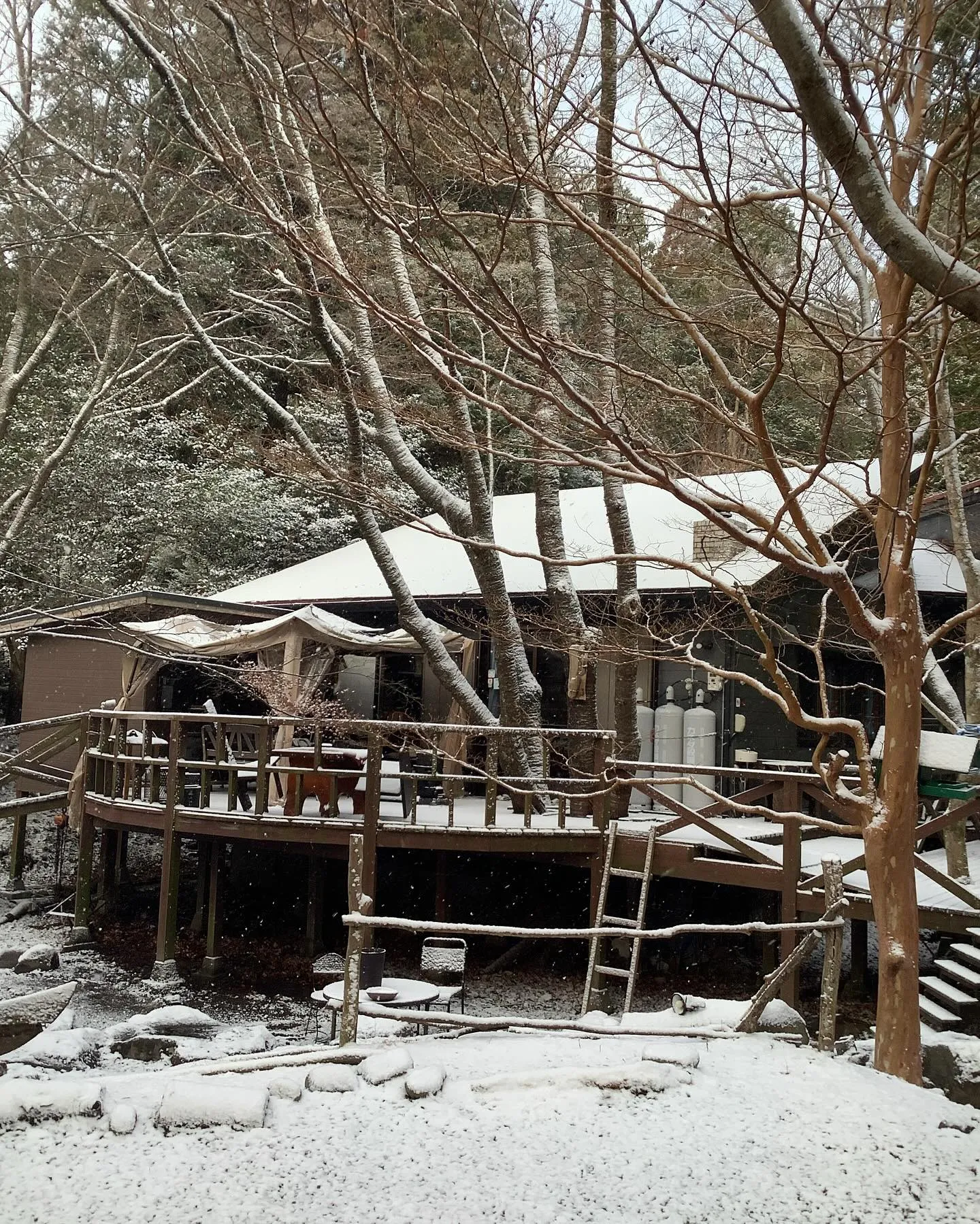 近くのペンションの庭先に咲く赤い椿の花です。