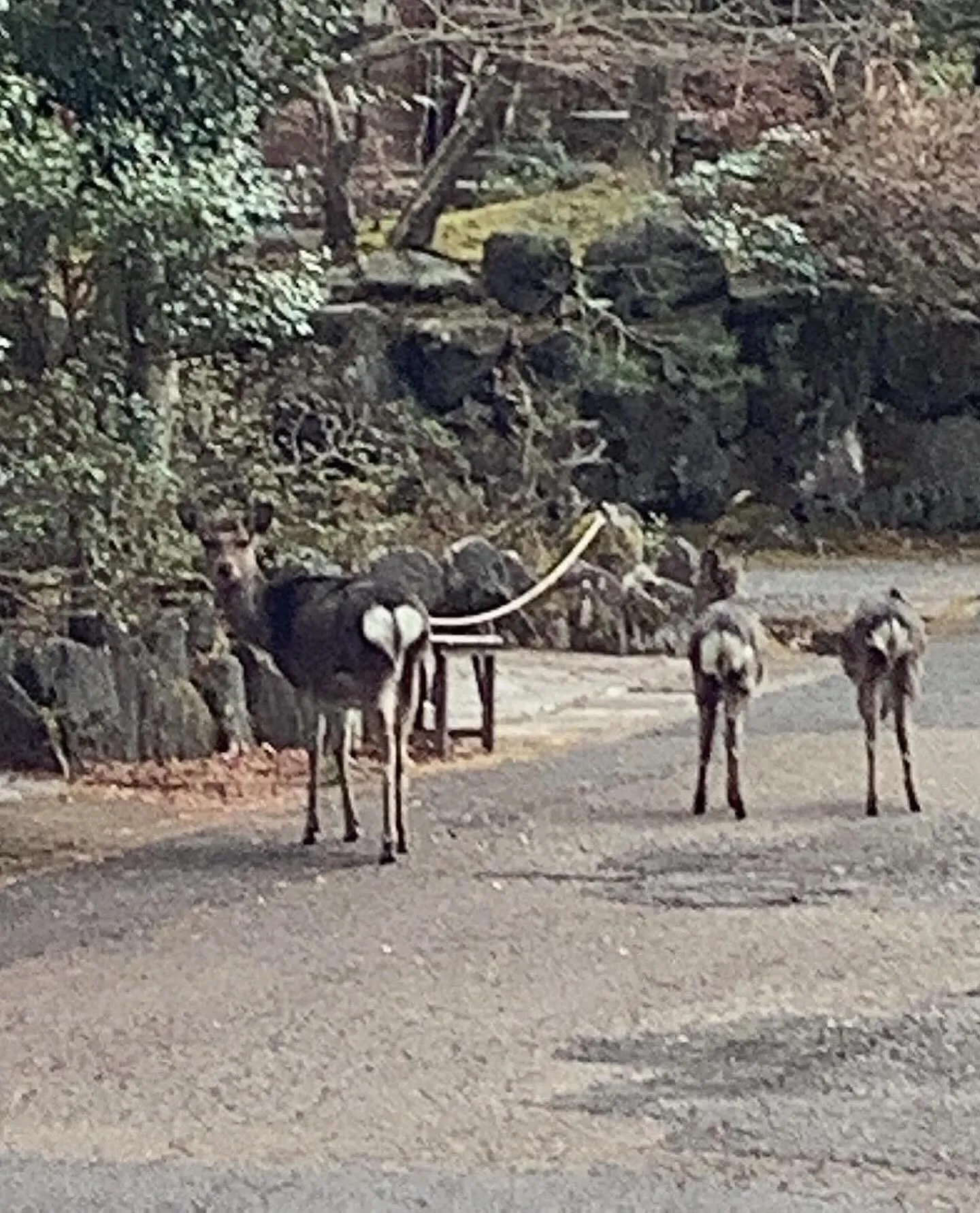 早いもので今年も２月中旬、ひめしゃら周辺にも遠くから微かに確...