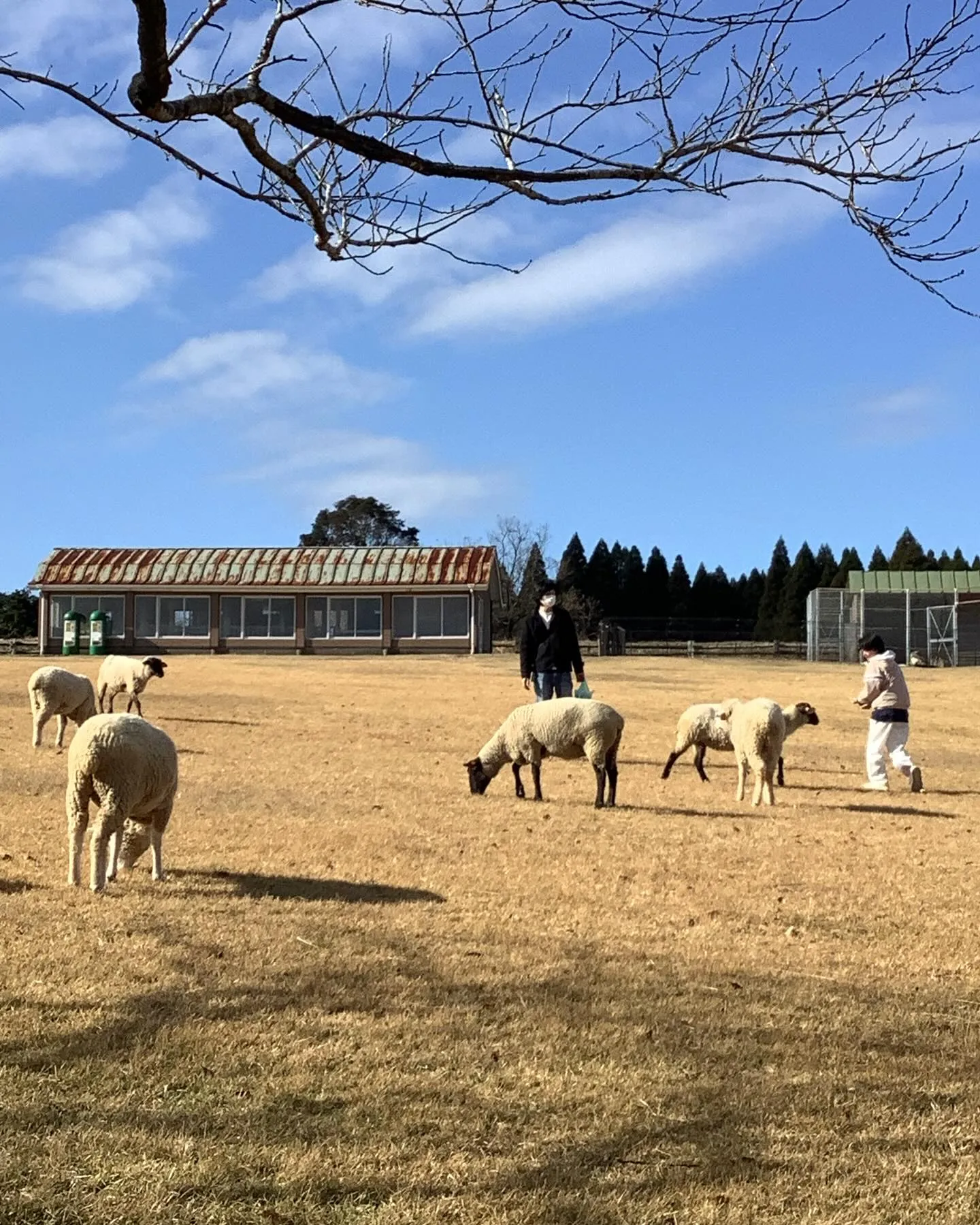 高千穂牧場の羊達と天孫降臨の山高千穂峯と霧島連山です。