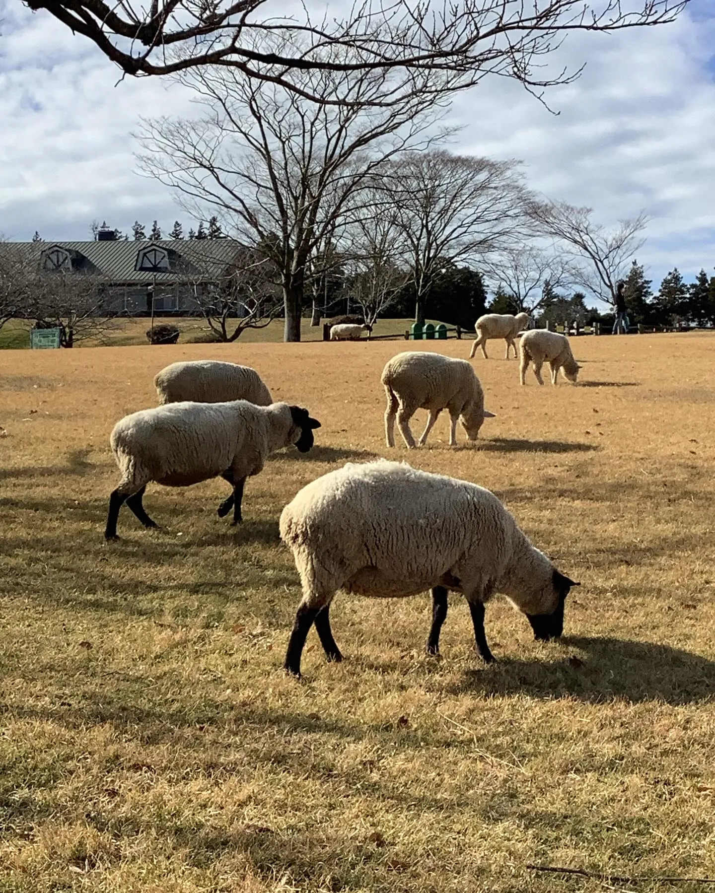 高千穂牧場の羊達と天孫降臨の山高千穂峯と霧島連山です。