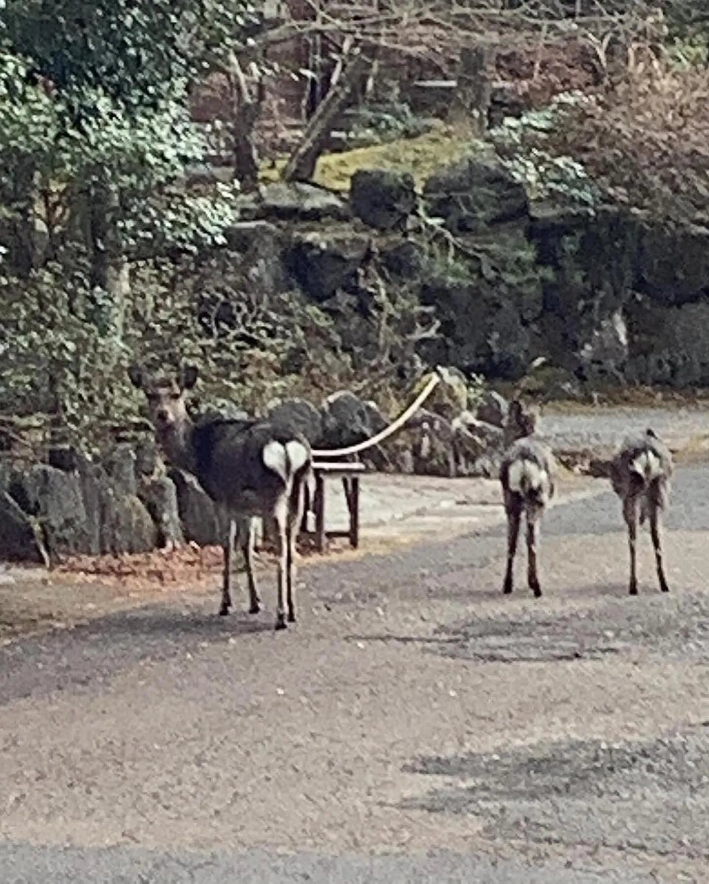 多人数で宿泊可能な貸別荘