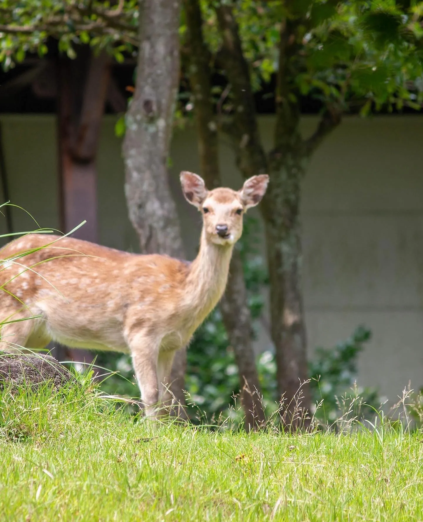 野生の鹿🦌参上