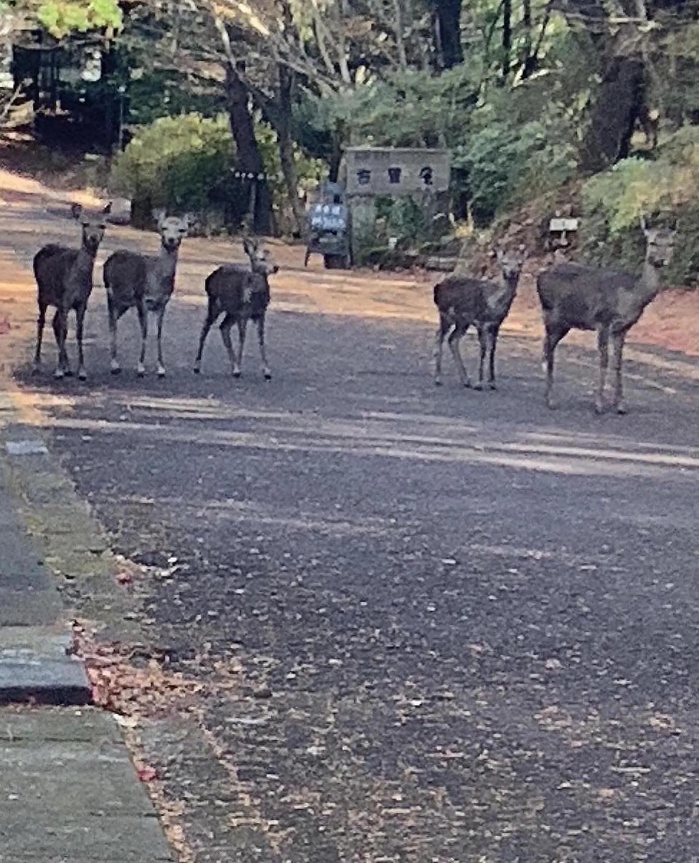 野生の鹿🦌参上