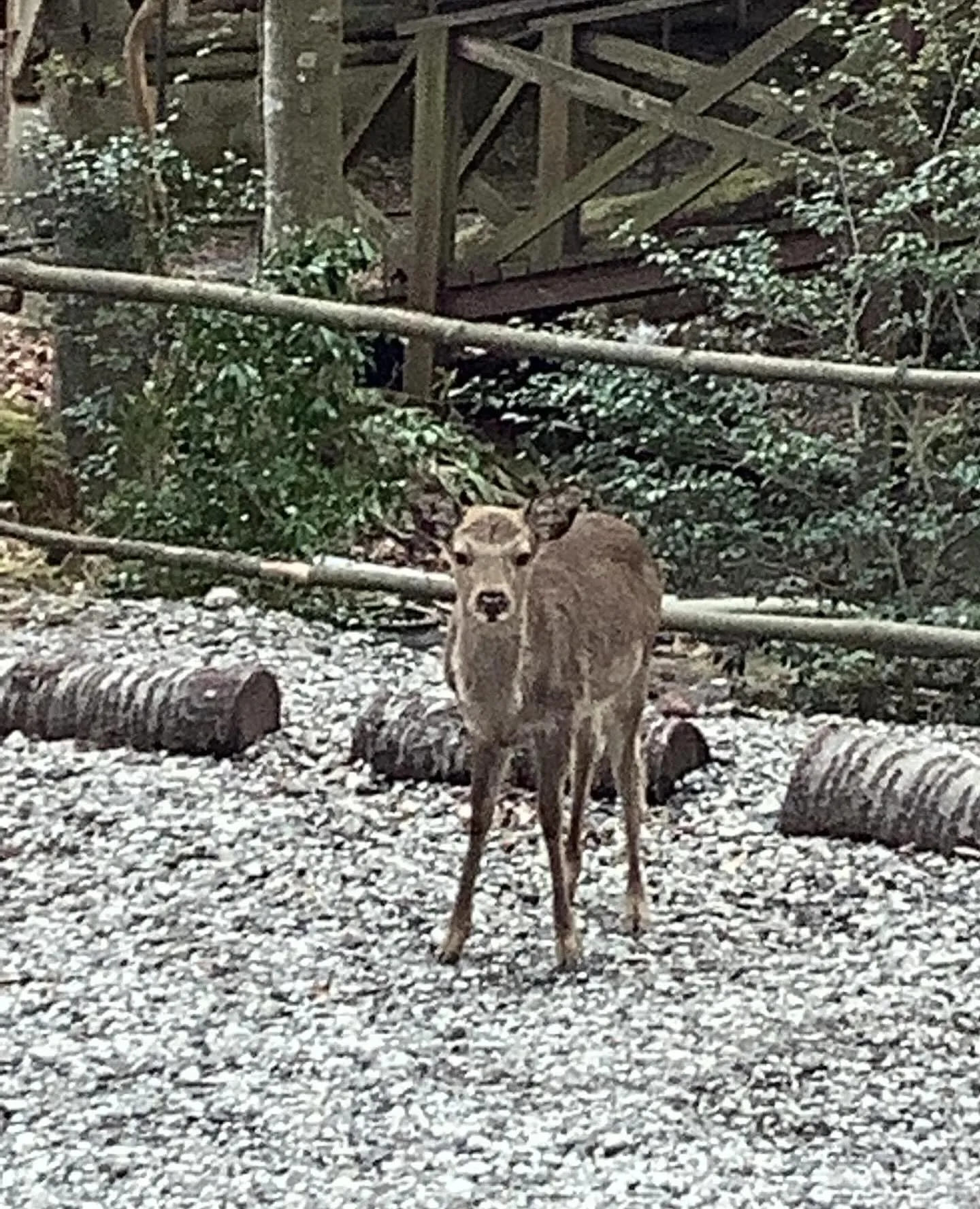 野生の鹿🦌参上