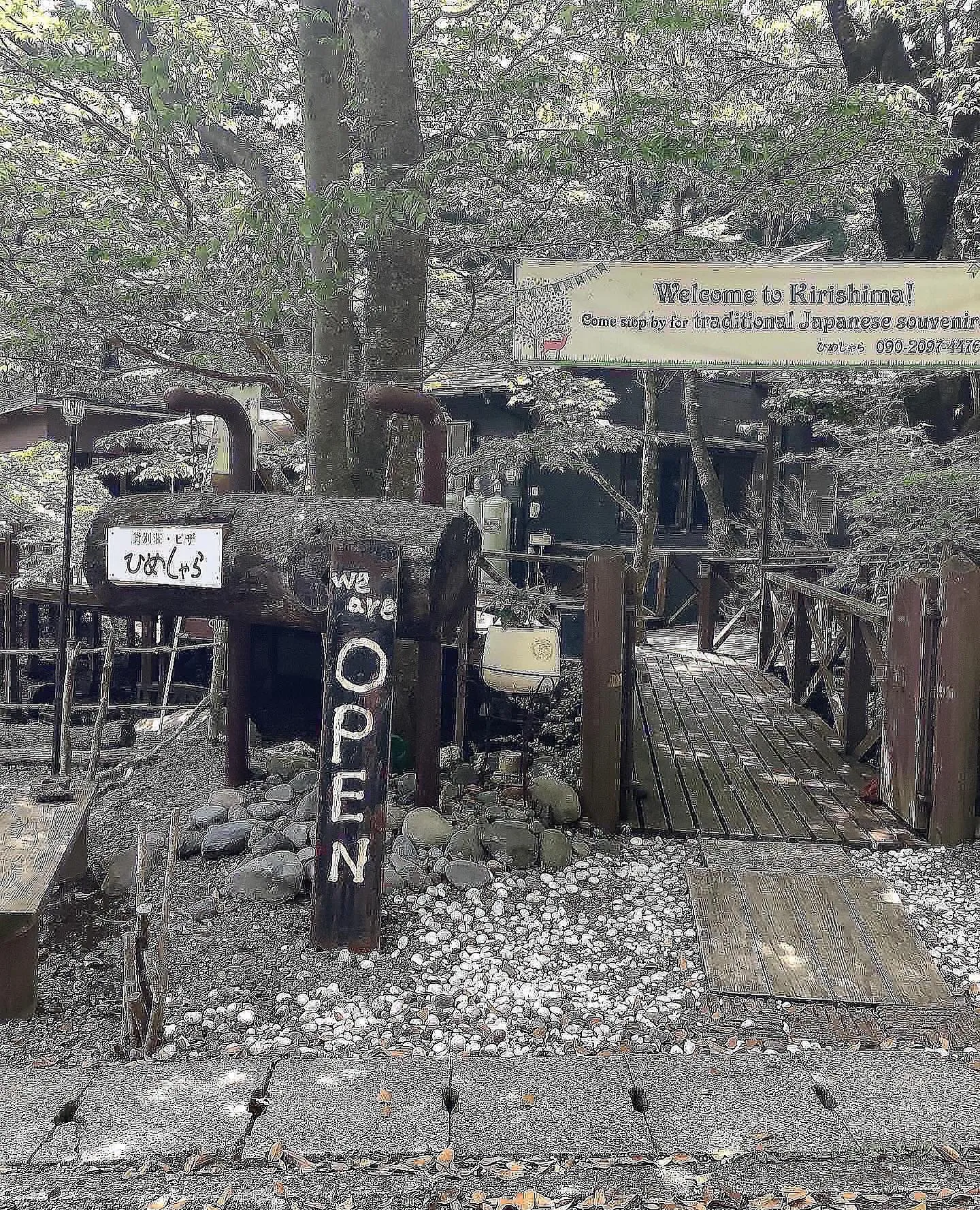 野生の鹿🦌参上
